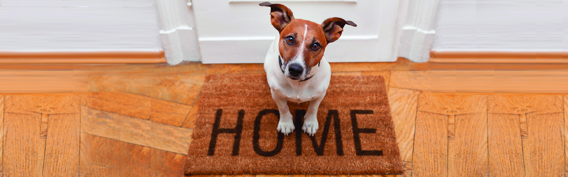 Dog sitting on brown welcome home mat